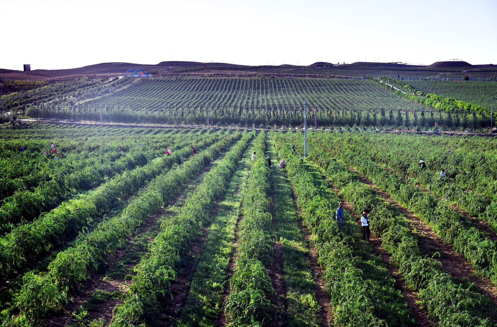 Wide view of the Zhongning goji-growing fields