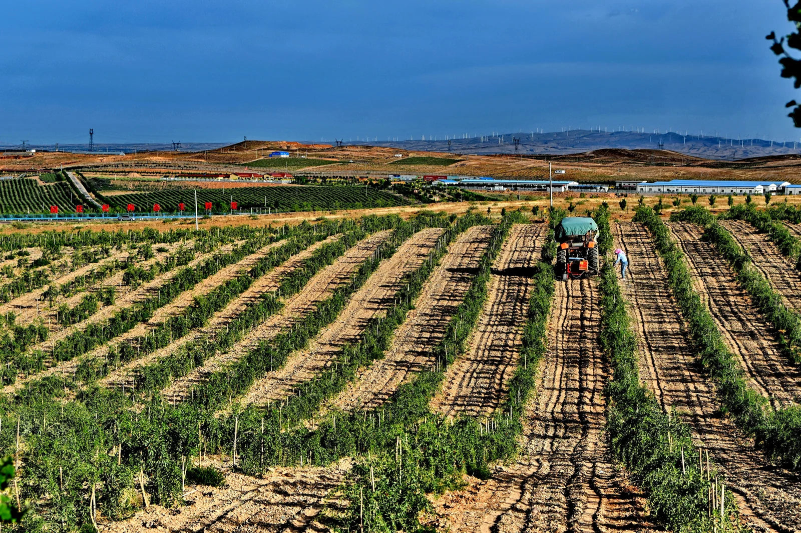 Goji field rows and farm work in Zhongning