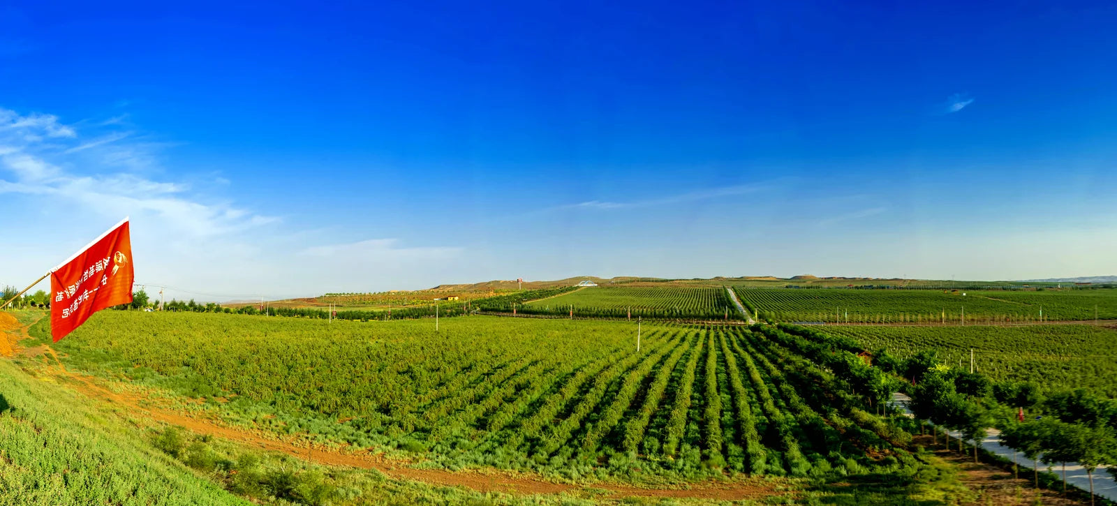 Panoramic Zhongning goji-growing landscape
