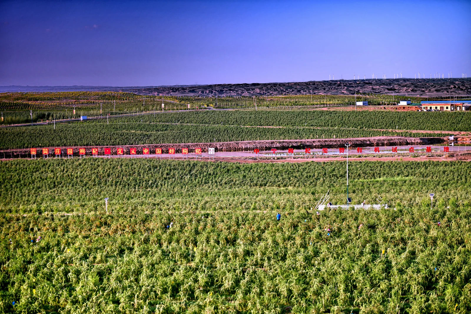 Workers harvesting goji berries in Zhongning