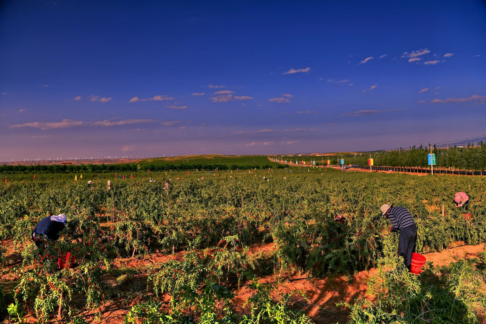 Goji harvest across the source fields
