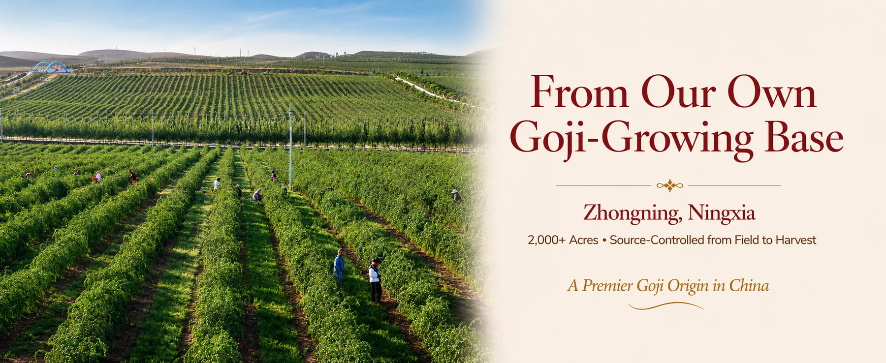 RUBYST Zhongning goji-growing origin