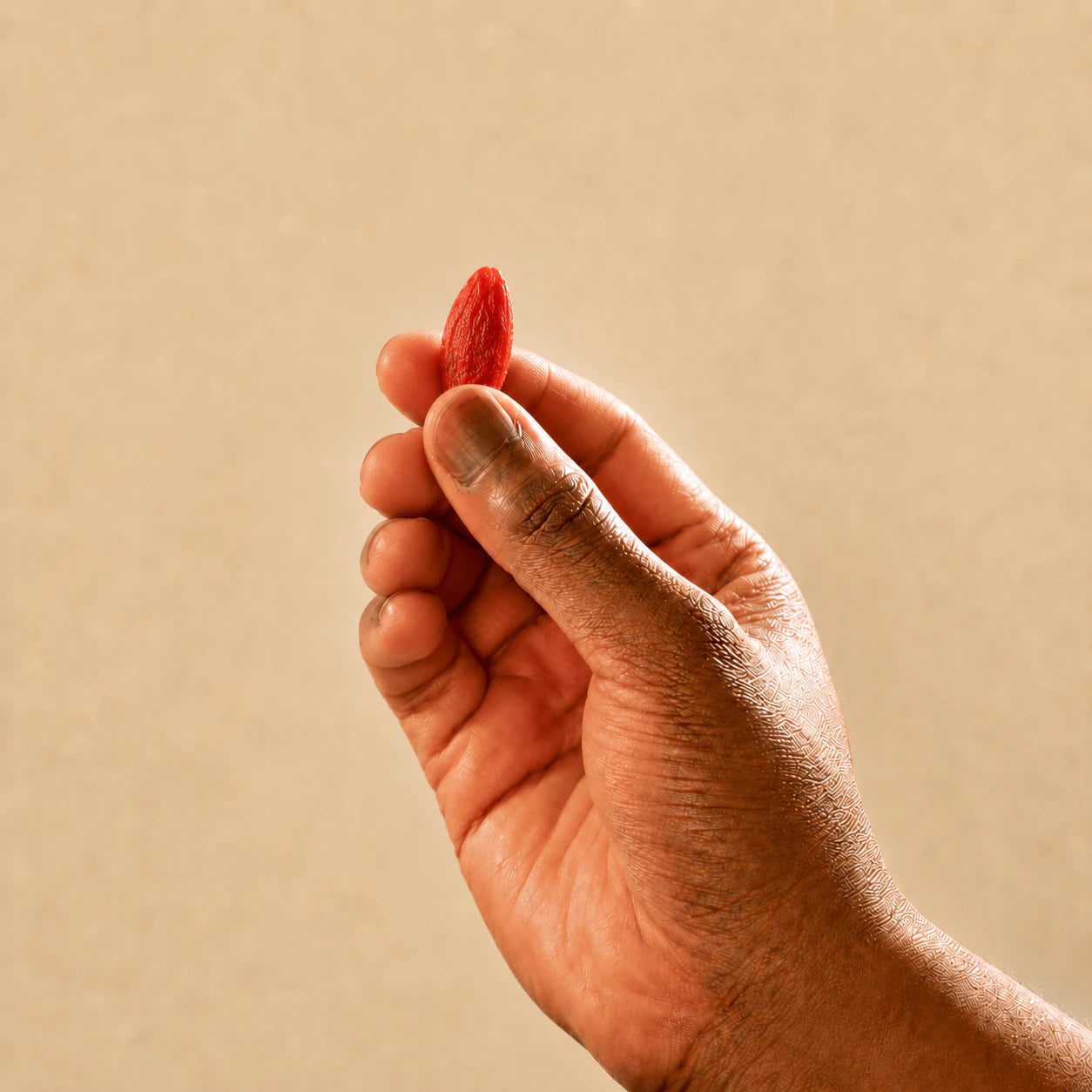 Large Ningxia goji berry held by hand