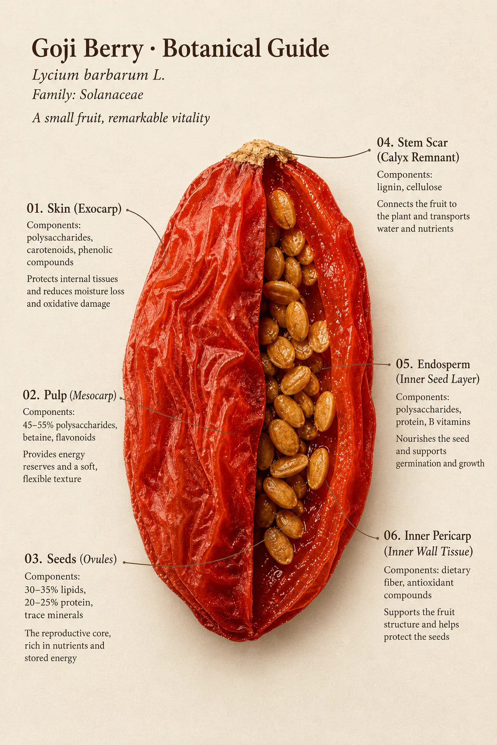 Close-up botanical guide to the skin, pulp, seeds and inner layers of a dried goji berry