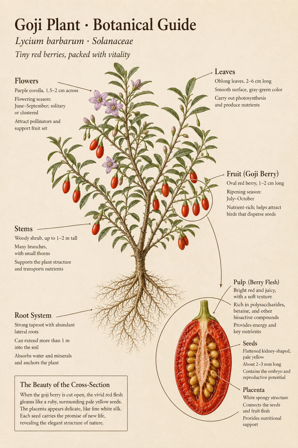 Botanical guide to the goji plant, including its roots, stems, flowers, leaves, fruit, pulp and seeds